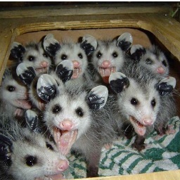 TheTunabunny's profile picture. Tunabunny is gonna kick the ass off yr body and chase it down the street.