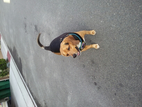 smyth337's profile picture. I am 1 foot tall black and tan with a little white. I am full Beagle.