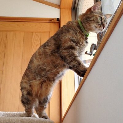 ট ইট র しずく堂 猫アシスタント 座り心地が良い袋を見つけしっぽピクピクです あるじに それはマリメッコの袋なの ะ ะ と言われましたけど ミナ