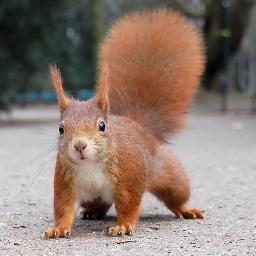 🐿️