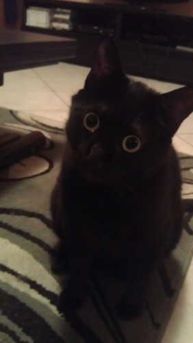 FabriQds's profile picture. Amo mia moglie ed i miei gatti; viaggiare la mia passione. Nel tempo libero scrivo di basket @Dailybasket_it @BasketMagazine