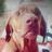 DemenyVizsla's profile image