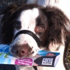 springer spaniel, hole digging expert and leaflet delivery for Exeter Conservatives