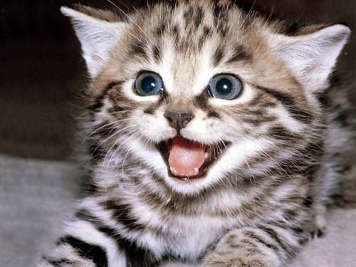 CutestofKittens's profile picture. Find and share the most adorable kittens out there. Submit you own cat photos by emailing to submitkittens@gmail.com