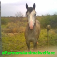 Country Born & Bred, Supporting Aussie Farmers, My opinions like 'em or leave 'em