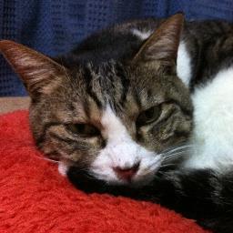 Zhai_Jarri_Gung's profile picture. 🐈🍐ふなっしーにもらったあだ名は'ヤケノハラダ' Reble250乗り♪HM/HR, ARCH ENEMY💪 Muscle training ❣️🐈アイコン写真のモコは2015年8月25日に永眠しました。現在はサビ猫のサブリナ(サブちゃん)がいます。サブの脇腹をｽｰﾊｰする幸せ❤