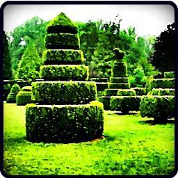 #TOPIARY  #THETOPIARY  #CLIPPEDYEW  #CLIPPEDBOX   #BUCHSBAUM  #FORMALGARDENS