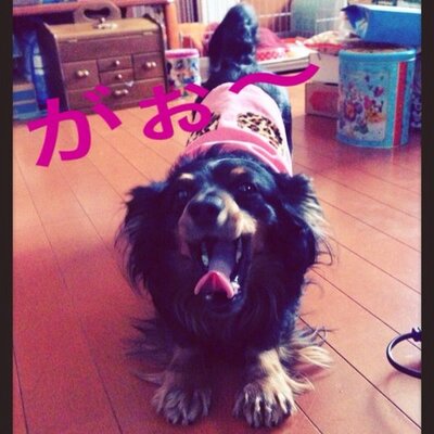 おっぱっぴー
