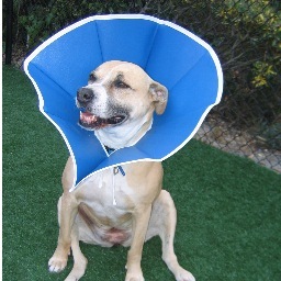 Soft Flexible E-Collar for Pets - Replaces Hard Plastic Collar!