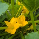 anne coll - @ChefAnneColl - Twitter