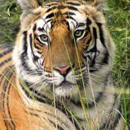 We are Tour Operators to Goa, Rest of India and Far East Est Since 1995