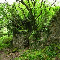 tree_evan's profile picture. Just trying to keep my roots in the ground and my branches in the sky.