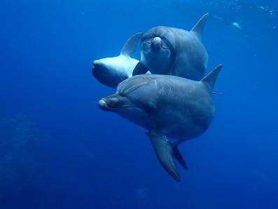 海豚(どるふぃん)🐬さんのプロフィール画像
