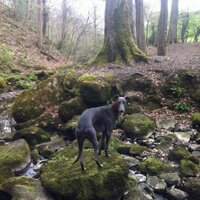 Camille Askins (@macali4) 's Twitter Profile