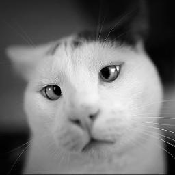 retired photojournalist, cat whisperer