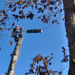 Professional tree trimming and removal