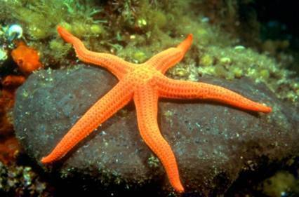 PADI 5 star IDC Dive Resort on the beautiful island of Mykonos, Greece