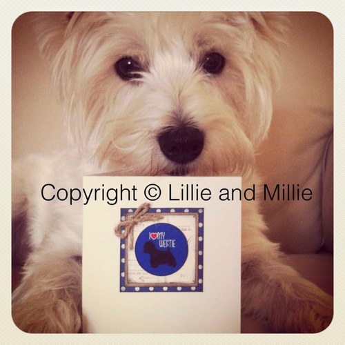 Woofs from Lillie and Millie. We hope you fall in love with our dog and cat products which are all lovingly handcrafted. Email:  sales@lillieandmillie.com