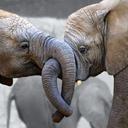 David Ogburn - @IBMaxwell - Twitter