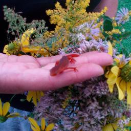 eldrec's profile picture. Scientist, mom, teacher, artist. Wear a damned mask. 24 years in research, 14 teaching. COVID got me reading journals like a grad student again. #Scienceislife