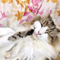 水島大宙 (@mizushima_d) 's Twitter Profile Photo 水島大宙 (@mizushima_d) 's Twitter Profile Photo