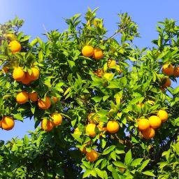 glutnfreegdness's profile picture. Celiac blogger, trying to heal my gut...