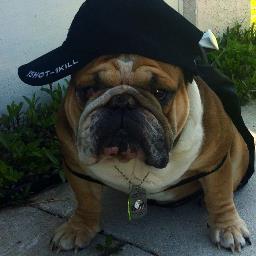 Funny Pets and the Things They Do! Owned by a sarcastic English Bulldog named King-Harley. Like us on http://t.co/9fU6PFOS7C.