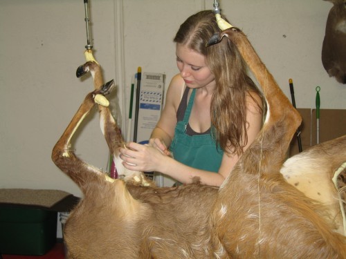 I'm a Florida Taxidermist, I love to help others transform their hunting experience into a work of art. Taxidermy is my passion.