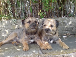 We are two border terriers. This is our diary.