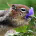 NDChipmunk (@ndchipmunk) Twitter profile photo NDChipmunk (@ndchipmunk) Twitter profile photo