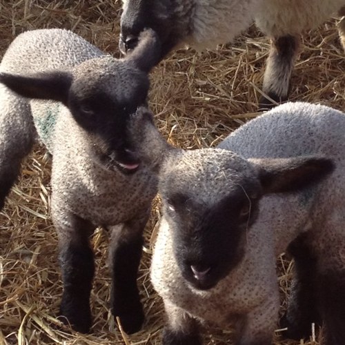 Hampshire Down flock in Co Kildare.  Excellent flock choice or great Sires for early lambs that finish quickly on grass.