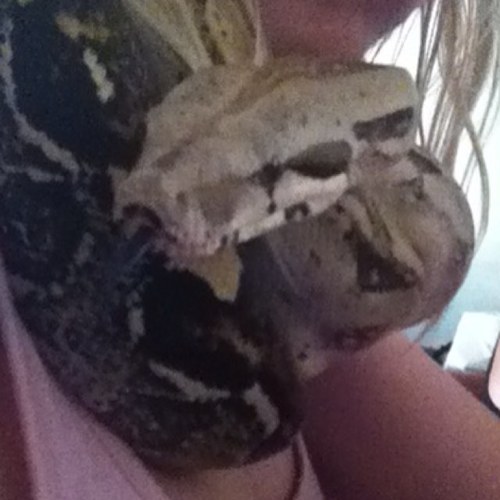 StardustSnake Profile Picture