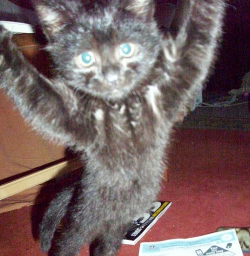 Darksta1's profile picture. 