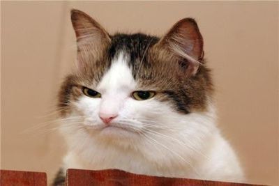 I don't really care about how many followers i get. i'm just going to tell you the shit that goes through my mind every day.