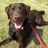 Crazy_Labdog's profile image