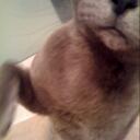 Jo Kyle - @jotiggerz - Twitter