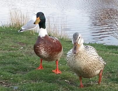 BPDuck's profile picture. @MemorialU duck living in Burton's Pond.  I forage for Dining Hall cookies and long for MUNchouse poutine.
