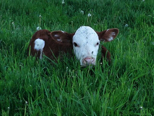 Raising purebred Hereford cattle since 1990.