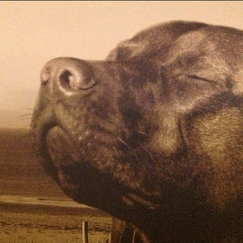 sasgoss's profile picture. 