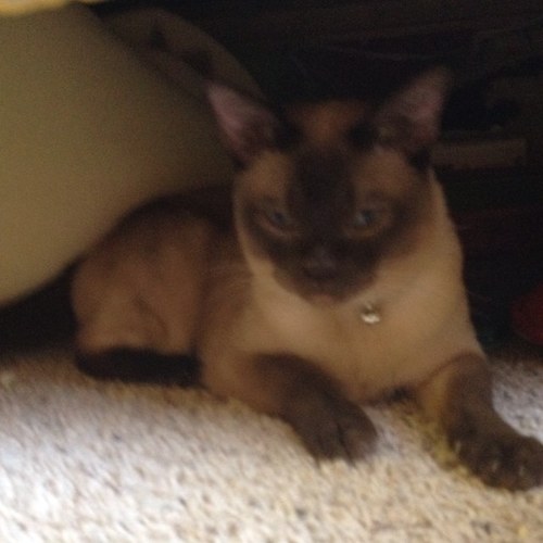 nicoles_catPye's profile picture. Meow. Im nicole's fabulous cat, pyewactet. But pye for short. Meow