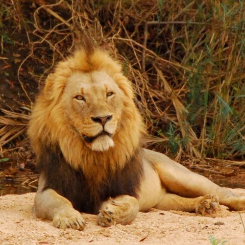 AjrossROSS's profile picture. 