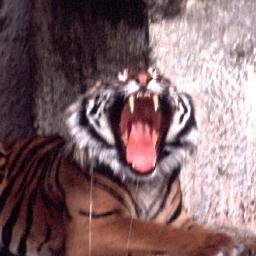 SuperPlushCat's profile picture. Miaaauuuuu!