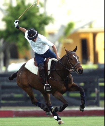 Jumper at a polo barn. I groom for polo to pay for ponies. Life is better in the ring and on the polo field
