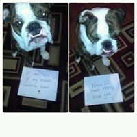 Diego Admire (@diegothebulldog) 's Twitter Profile