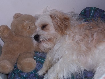 librarylibby's profile picture. 