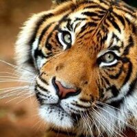 Cheryl Patterson (@cheryl_777) 's Twitter Profile