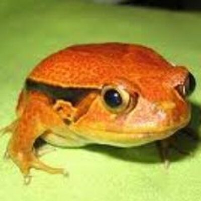 トマトガエル