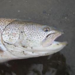 厚木市在住で、趣味はお魚釣りです。