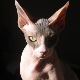 oyenipatinipami's profile picture. Gato Callejero, un apasionado del deporte,la buena música y los amigos,cariñoso por naturleza.