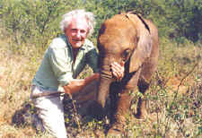 David Shepherd CBE, (25 April 1931–19 September 2017) Wildlife Artist, White Tiger of Rewa, Dusty Evening, In The Cool Of The Evening